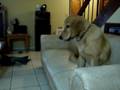 videos de Thomas juega con Koko