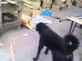 Corintiano não!