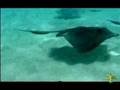 Is it safe to swim with Stingrays?