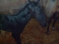 New Foal - Alav\