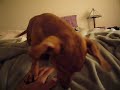 Angry Weiner Dog