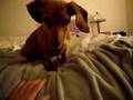 Angry Weiner Dog