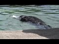 Otters holding hands- part 2 Otters holding hands- part 2