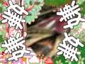 うるさい木