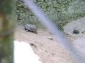 Sexo sem pressa:Tartarugas fazendo amor no parque - Aracaju