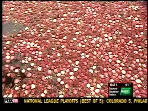 Alison took a trip to a central Wisconsin cranberry bog to check out the crop. wluk; Length: 3:7; Tags: none