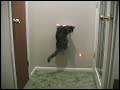 Kittens and a Laser Pointer - Kung Fu Kitties