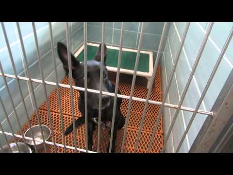 how to isolate a dog with kennel cough