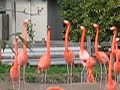 Flamingos