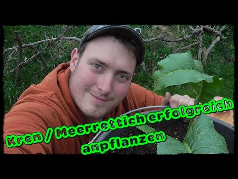 Kren / Meerrettich erfolgreich vermehren / anpflanzen