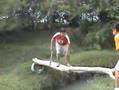 La Caida de Edgar (Edgar's Fall) ORIGINAL