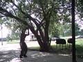Ankle Smasher