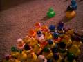 videos de Ducks of America