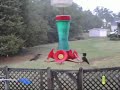 More Ruby Throat Hummingbirds