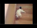 Slinky Cat