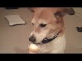 Happy 15th Birthday to my dog, Lambeau! Today he gets an ice cream cone just like he did in this video 2 yrs ago http://t.co/p5iJ8a2d