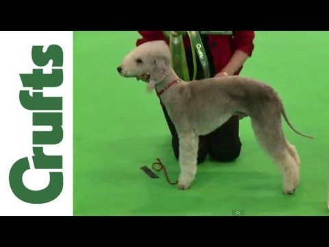 bedlington terrier