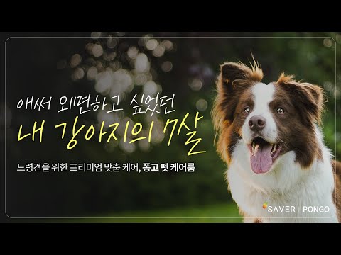 퐁고 펫 케어룸 프롤로그 영상