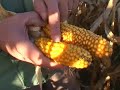 Grain-maize-agronomy