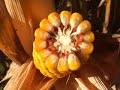 Grain-maize-agronomy
