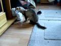 videos de Wankele stapjes