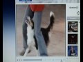 DogDance - TG Studio Aperto - ITALIA 1