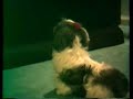 Shih-tzu, Ruffles watching America\