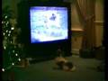 Shih-tzu, Ruffles watching America's Funniest Home Videos