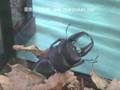 昆虫部門 銅賞(3位)スマトラオオヒラタクワガタ(Dorcus titanus titanus)