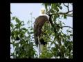 eagle video of xa tien thuy