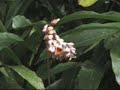 08,Aves,Cachipay