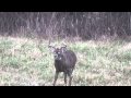 View Video