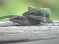 Anoles on the Balcony