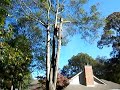 blocking down an oak