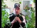 Part 11 Medicinal Cannabis Crop from A-Z