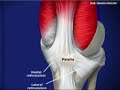 lateral release rotuleo