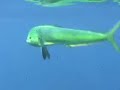 kayak fishing dorado sleigh ride