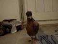 Silkie, Legbar Cross Chicken
