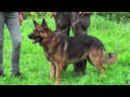 Tito Deutscher Schäferhund