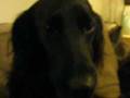 videos de Lucy being weird