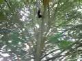 videos de last day of year ten, - and i get stuck in a tree !!