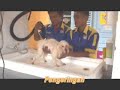Happy Pets Mobile Grooming