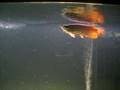 videos de MVI_4374.avi