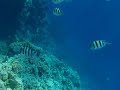 Sharm red sea olympus 1030 sw