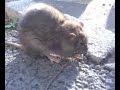 Štakor ispred tehn faxa