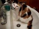 this is what happens when alysse brushes her teeth...