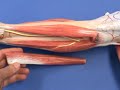 Leg Model - Leg - Anterior Compartment