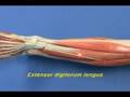 videos de Leg Model - Leg - Anterior Compartment