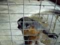 videos de Contacto Animal: El mono que me ODIA!!!