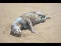 Montauk Monster Decoded...It's a Bul...UFO